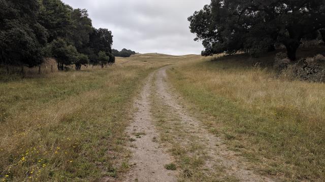 A few more trees