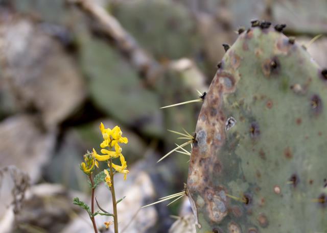 The Yellow Flowers are Making an Appearance