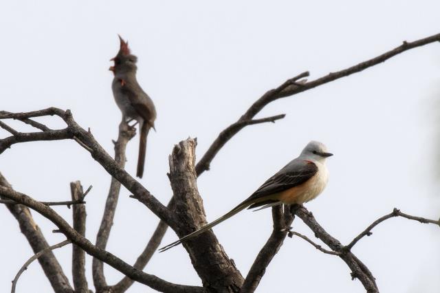 Buddies on the Branch