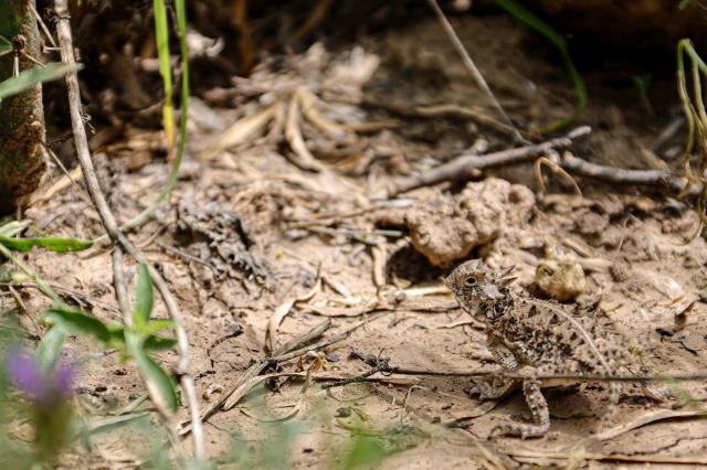 First Horned Toad for 2019