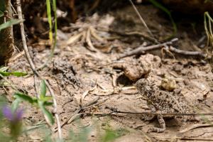 First Horned Toad for 2019