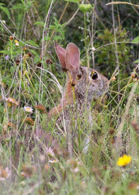 Cottontail Rabbit