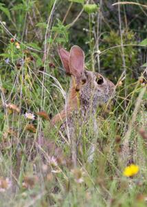 Cottontail Rabbit