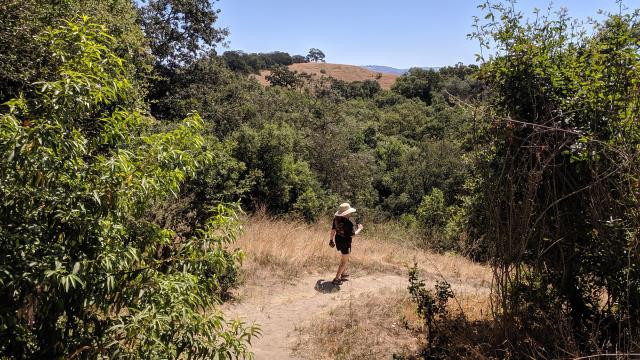 Redwood Hill