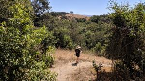 Redwood Hill