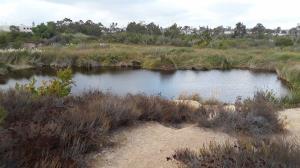 One of the Ponds