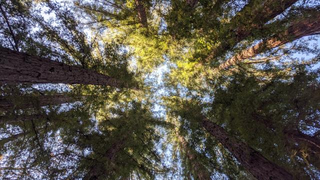 Redwoods