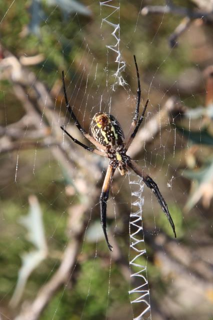 Garden Spider