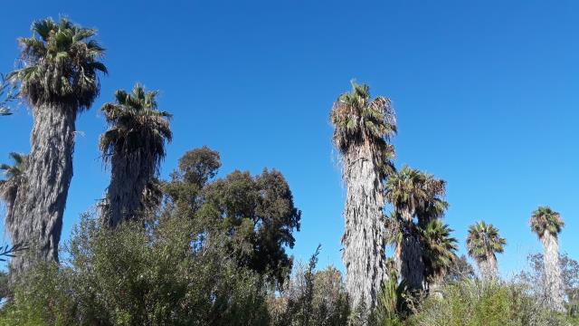Palm Trees