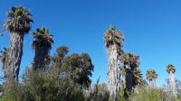 Palm Trees