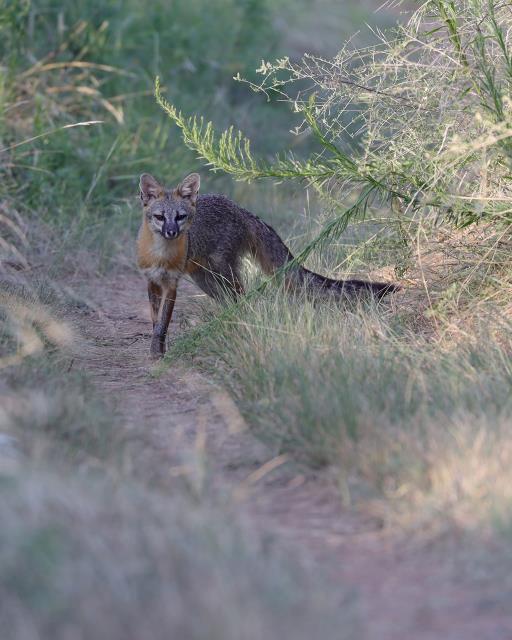 Fox on Potts 