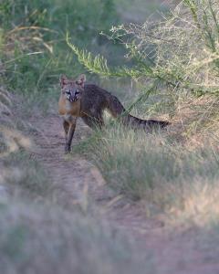 Fox on Potts 