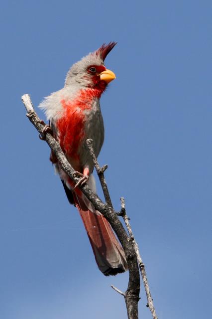 A Good Singer