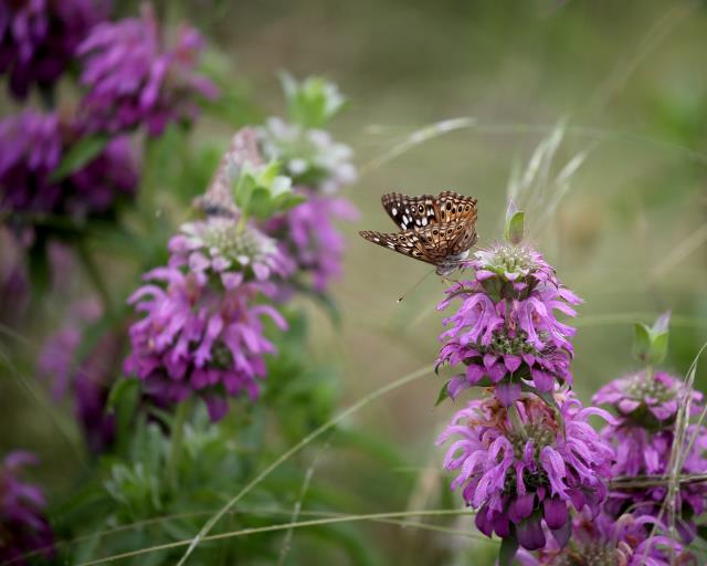 Lemon Mint and  a Butterfly