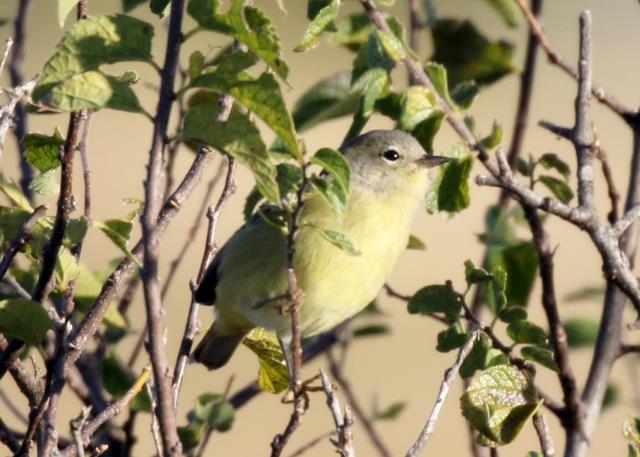 Orange Crowned Warbler