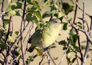 Orange Crowned Warbler