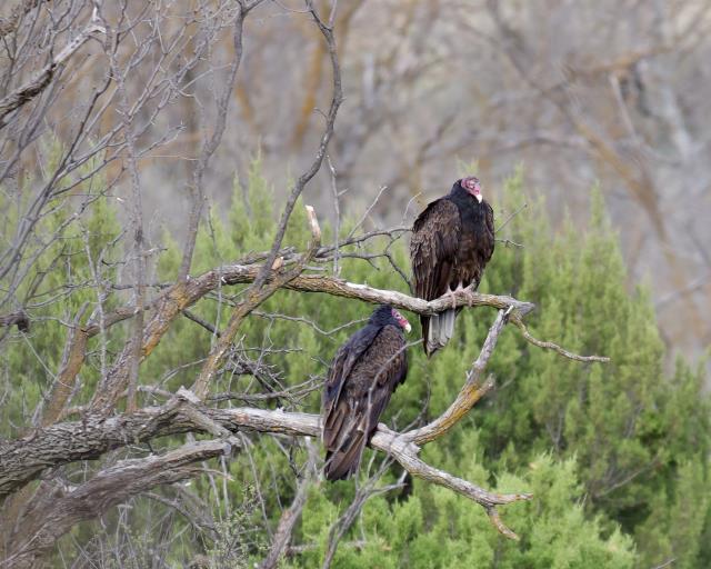 Resting Pair