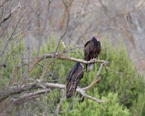 Resting Pair