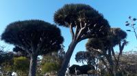 Cool Trees