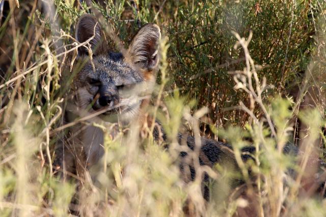 Watching from the Bushes