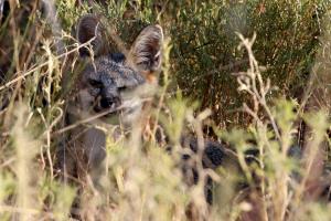 Watching from the Bushes