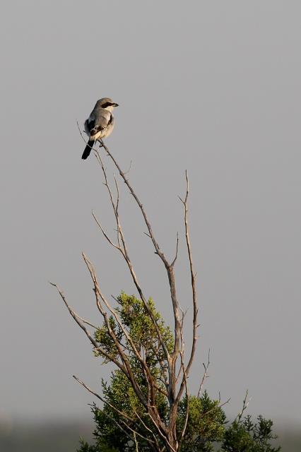 A Loggerhead Shrike