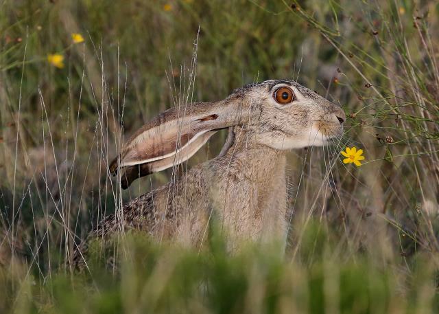 One Eye (of a) Jack .... Rabbit
