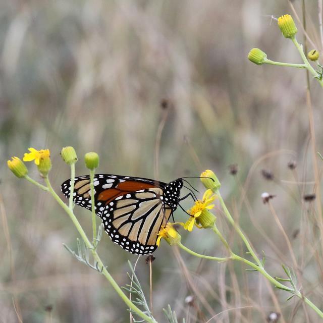 A Few Monarchs Remain