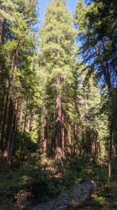 Redwoods
