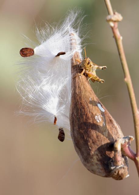 Milkweed Pod