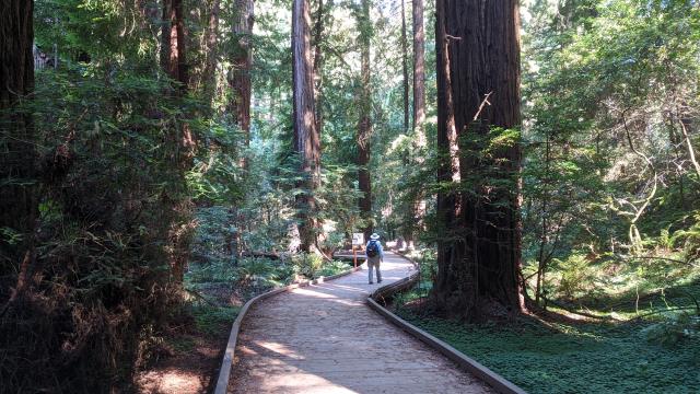 Boardwalk