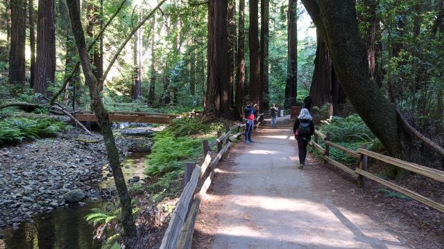 Redwood Creek