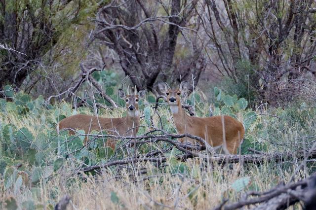 A Young pair of Deer