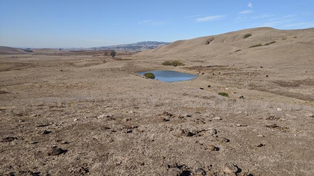 Vista Pond