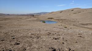Vista Pond