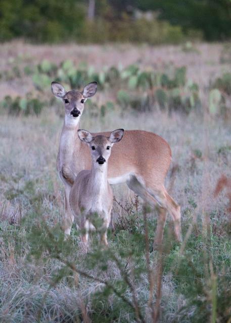 A Widow and Orphan after the Last Hunt