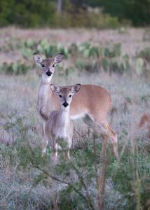 A Widow and Orphan after the Last Hunt