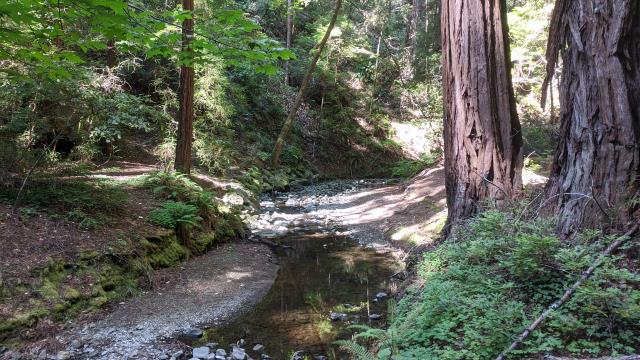 Redwood Creek