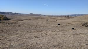 Cows and Cowgirls?