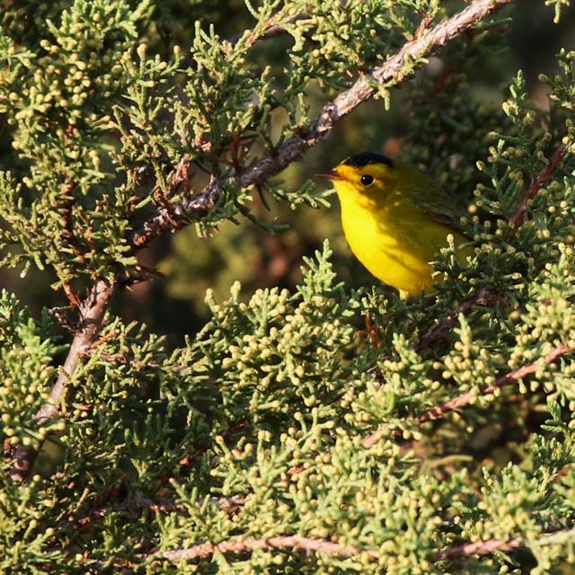 A Wilson's Warbler Just Passin' Thru