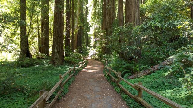 Bohemian Grove Trail