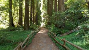Bohemian Grove Trail