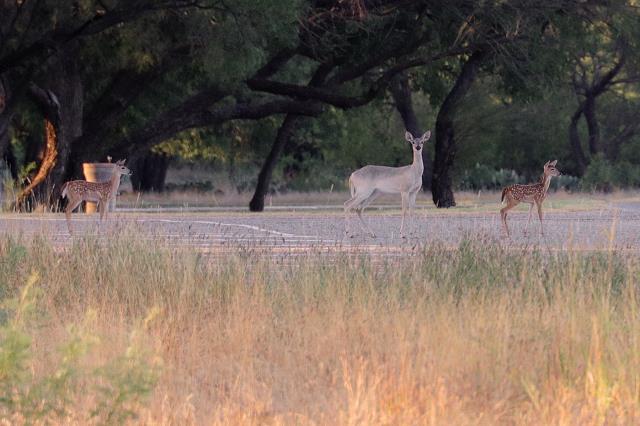 Mythical White Deer