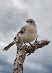 A Mocker Strikes a Pose