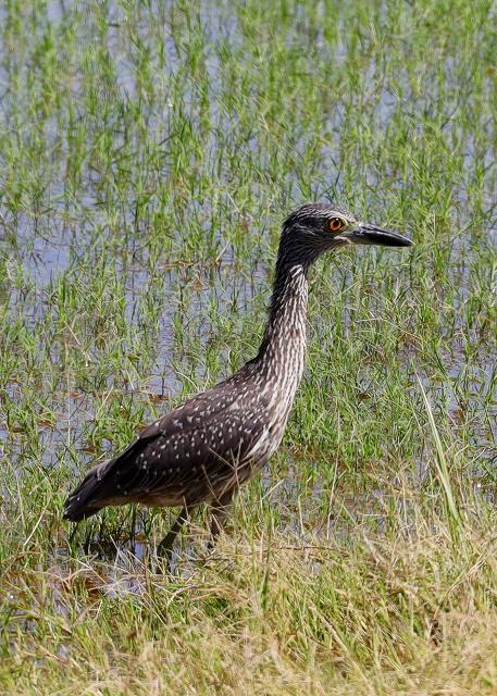 A Juvenile Yellow Crowned Night Heron