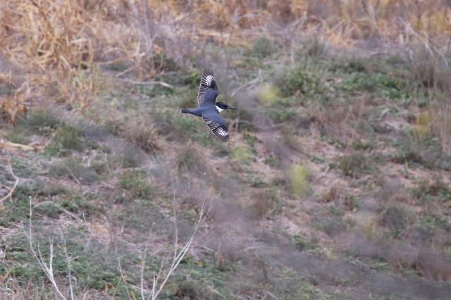 A Belted Kingfisher!