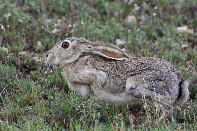 Jack Rabbit