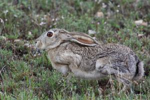 Jack Rabbit