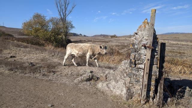 Cache Cow