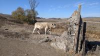 Cache Cow